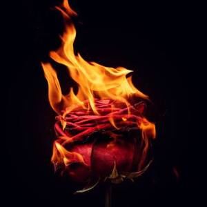 Meet your Posher, Tylor